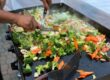 Hibachi chef tossing broccoli, carrots, mushrooms and zucchini on a flat-top grill during a private hibachi dinner